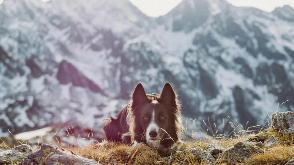 Aktiv-mit-Hund Aktiv-mit-Hund